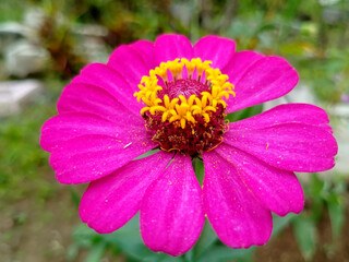 Obraz premium Pink Zinnia Flower Blooming Outdoors with Soft Petals