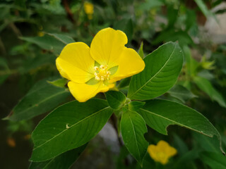 Close-Up of Yellow Blossom with Fresh Green Leaves
