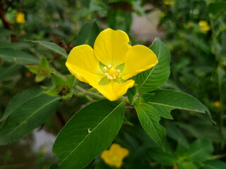 Close-Up of Yellow Blossom with Fresh Green Leaves
