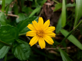 Vibrant Yellow Wild Flower in Tropical Nature