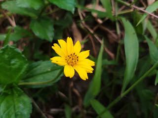 Vibrant Yellow Wild Flower in Tropical Nature