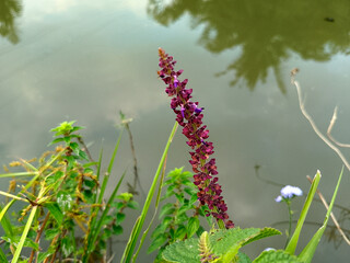 Long Purple Flower Spike Beside Calm Water