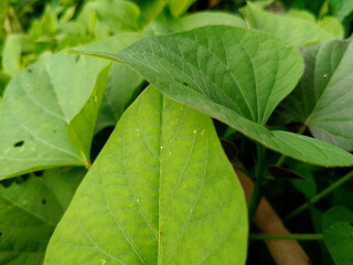 Green Sweet Potato Leaves in Garden Natural Background