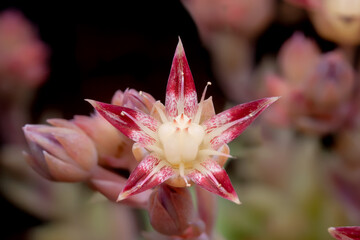 Succulent flower: Graptopetalum macdougallii
