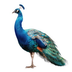 Obraz premium Peacock in profile, vibrant plumage