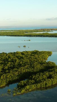 Beautiful view of mangrove forest in Olango Island Wildlife Sanctuary. Lapu-Lapu, Philippines. Cebu. Vertical view.