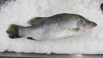 Fresh raw barramundi fish on ice