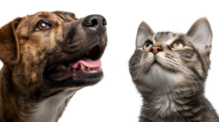 Companions in harmony featuring a dog and a cat together