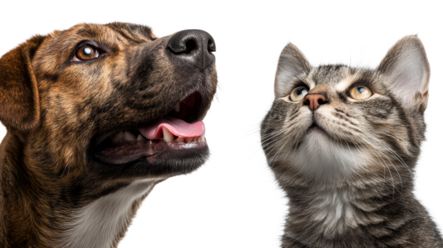 Companions in harmony featuring a dog and a cat together