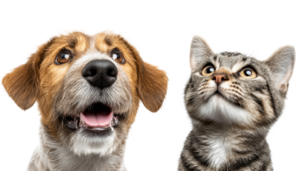 Dogs and cats looking happily at the camera with wide eyes