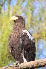 Un aigle empereur sur une branche avec un arrière-plan flou