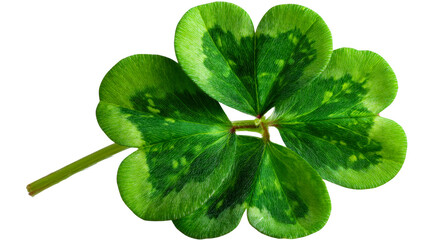 Unique four leaf clover with vibrant green leaves on clear background