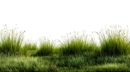 Lush green grass with transparent background for design