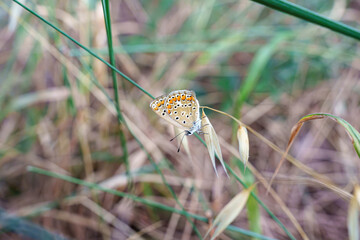 Brown argus butterfly (Aricia agestis) resting on grass stem in natural meadow, macro close-up with soft background.