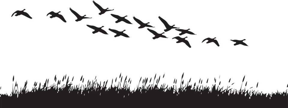 A silhouette of a flock of geese flying over a field of reeds, isolated on white background, creating a sense of freedom and migration isolated on white background