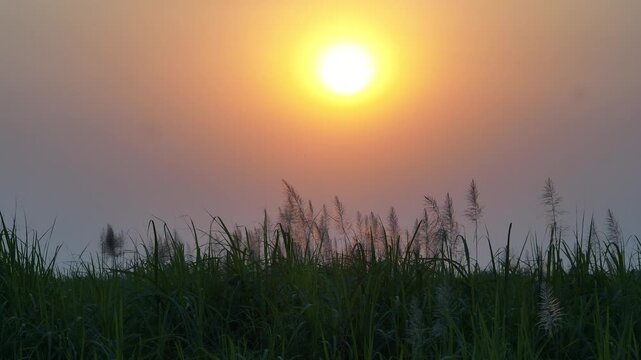 Golden hour sunset over a river and Kash grass field in rural Bangladesh &ndash; 4K drone footage