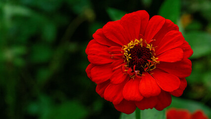 Vibrant red flower with intricate petals and a dark center, surrounded by lush green foliage, showcasing natural beauty and vivid colors in a serene garden setting