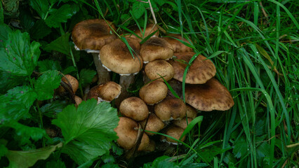 Cluster of brown mushrooms growing amidst lush green grass and foliage, showcasing natural textures and vibrant colors in a forest environment, highlighting the beauty of nature