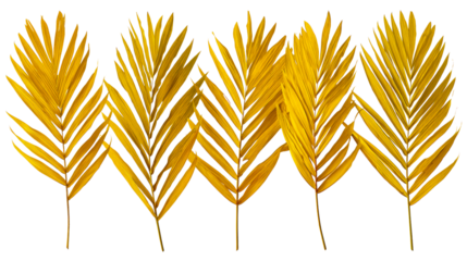 Elegant yellow palm leaves arranged on a transparent background