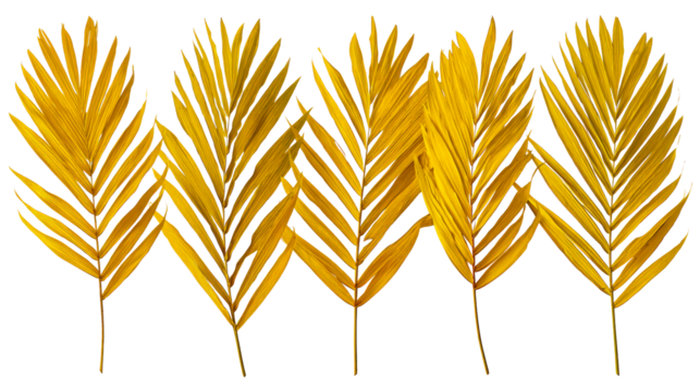 Elegant yellow palm leaves arranged on a transparent background