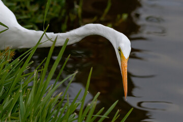 El largo cuello y pico de una garza ardea alba.