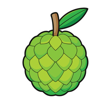 Sweet Green Fruit With Scaled Texture and Leaf
