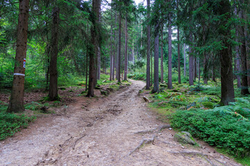Hiking path towards mountain Osser and trees in Bavarian Forest near Lohberg in Bavaria, Germany