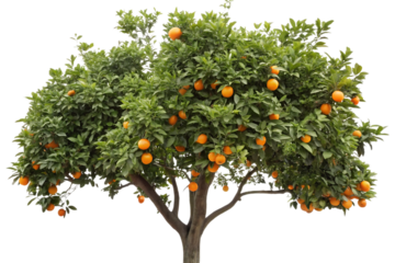 Wide orange tree with abundant ripe fruit hanging from dense green foliage branches, isolated on a transparent background