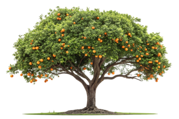 Sprawling orange citrus tree heavy with bright orange fruits among lush green leaves, isolated on a transparent background