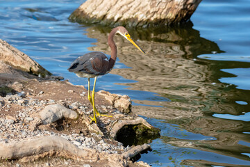 Garza tricolor en búsqueda de alimento.
