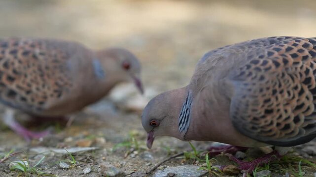 A Pair of Doves Foraging on the Ground in 4K, Oriental Turtle Doves