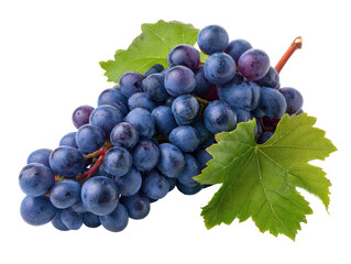 Fototapeta premium Close-up of a bunch of dark purple grapes with leaves