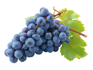 Naklejka premium Close-up of a bunch of dark purple grapes with green leaves