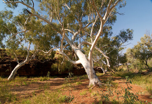 Outback with Ghost Gum nrees