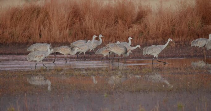 Sandhill Cranes Walking at Bosque Del Apache