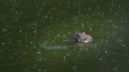 One Monkey or Macaca was having fun swimming alone in the river while it was raining in the rainy season at Kaeng Krachan National Park, Phetchaburi, Thailand. Leave space for text input.