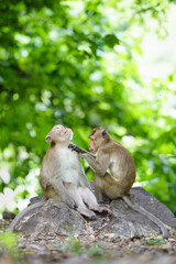 Portrait, Young monkey or Macaca lover, it care that is not far from body it happy, shows love in forest park. At Khao Ngu Stone Park, Ratchaburi, Thailand. Leave a blank and space for text entry.