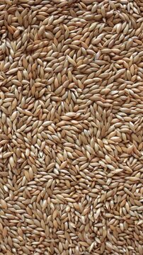 Rotating canary seeds in top view. Spinning dry bird feed. 4k vertical concept