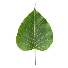 Obraz premium green leaf isolated on white