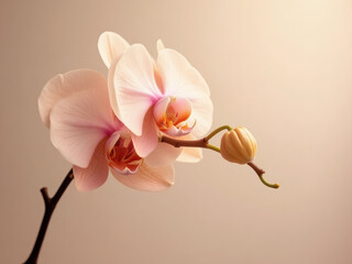 Obraz premium Soft apricot orchid with bud – floral macro on warm pastel background