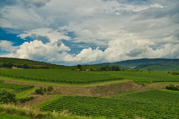 Landschaft bei Burkheim im Kaiserstuhl