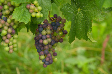 Weintrauben bei Burkheim im Kaiserstuhl