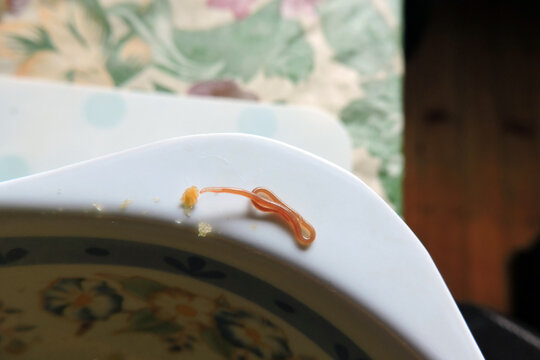 A long pink alive fish nematode, white background