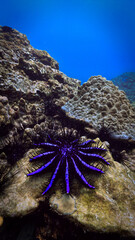 Underwater photography of a crown of thorns sea star. From a scuba dive in Thailand.