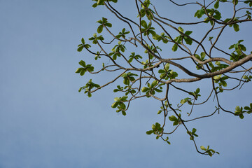 branches of a tree