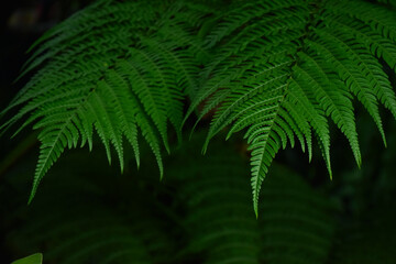 green fern leaf