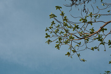 tree branches against blue sky
