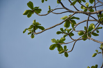 green leaves against blue sky