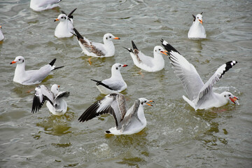 seagulls on the beach
