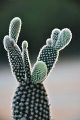 Little cactus on small pot, plant for decoration. Beautiful blooming cactus, selective focus blurred green nature background. Hobby during work from home concept.	
